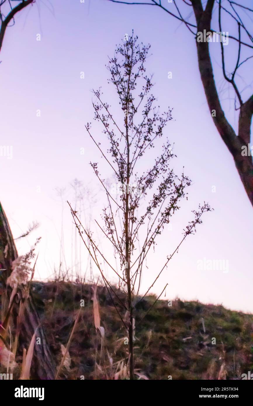 Trockene äste Fotos und Bildmaterial in hoher Auflösung Alamy