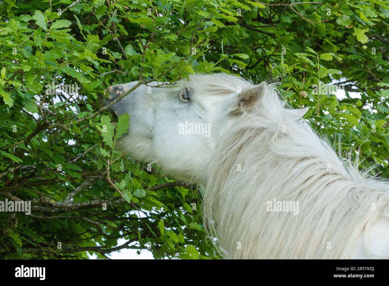 Ein weißes Pferd, das die Blätter von einer Eiche isst. Stockfoto
