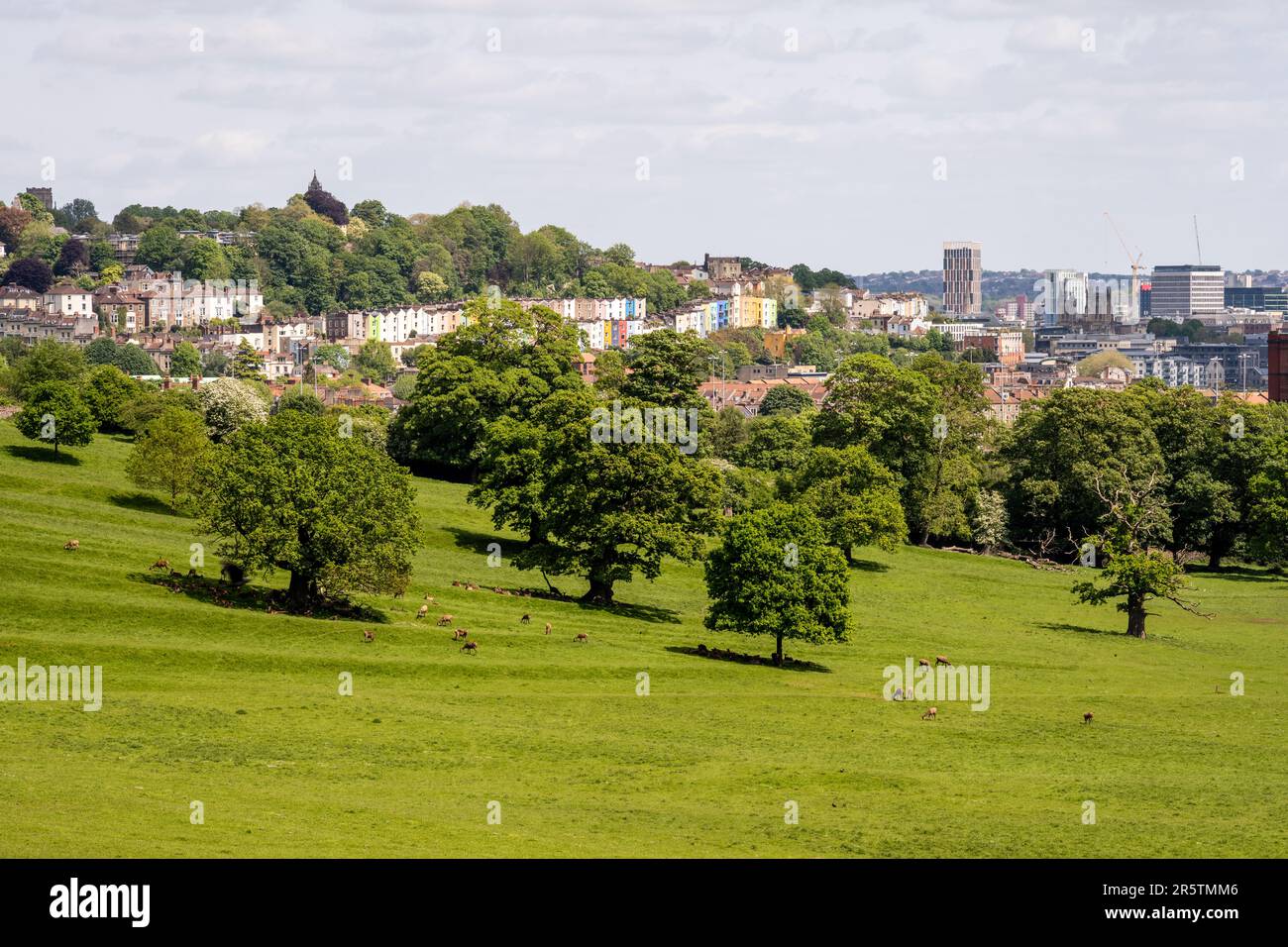 Hirsche grasen auf der landschaftlich gestalteten Parklandschaft am Ashton Court in Bristol, mit dem Stadtbild aus Häusern und Hochhäusern dahinter. Stockfoto