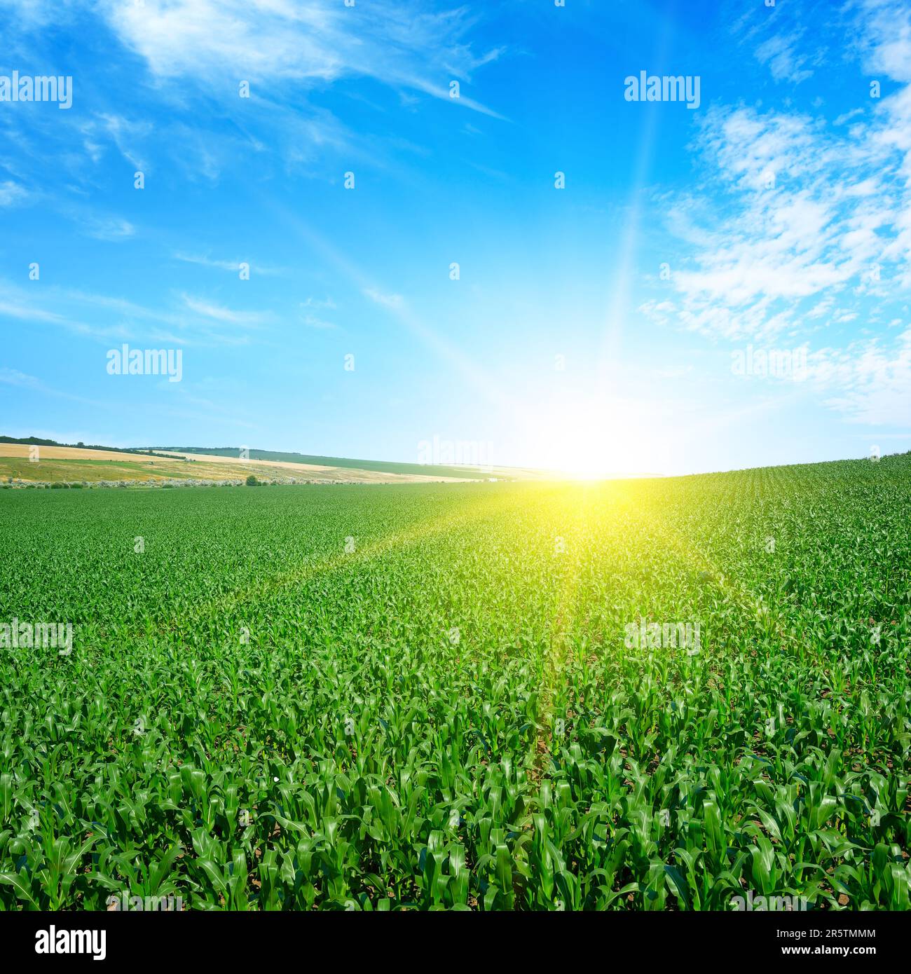 Heller Sonnenuntergang über grünem Maisfeld. Stockfoto