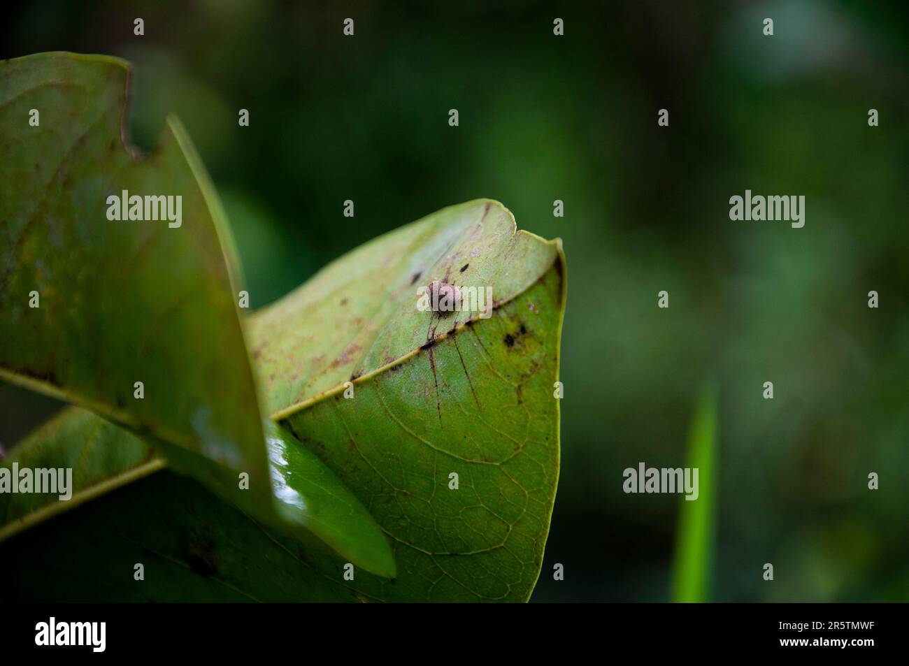 Ein Käfer sitzt nach dem Frühlingsregen in einem kleinen Garten in My Tho City, Provinz Tien Giang, auf einem Blatt. Stockfoto