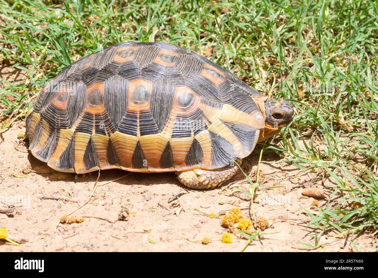 Angulierschildkröte (Chersina angulata), die an der südlichen Spitze Afrikas endemisch ist und einen einzigen, ungeteilten Halsschirm hat Stockfoto