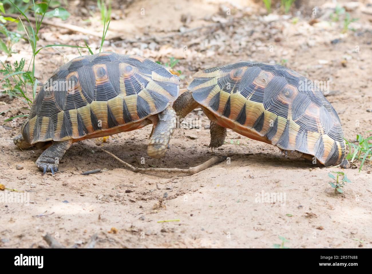 Zwei männliche angulierende Schildkröten (Chersinia angulata), die während der Brutzeit kämpfen, Westkap Südafrika Stockfoto