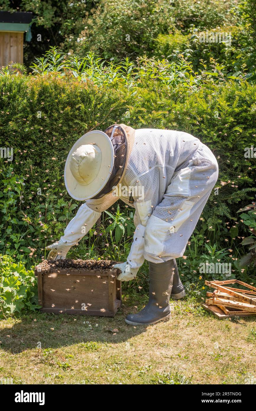 Ein Imker trägt einen Schutzanzug, während er einen Schwarm Honigbienen von seiner Position in einer Gartenhecke in Großbritannien sammelt Stockfoto