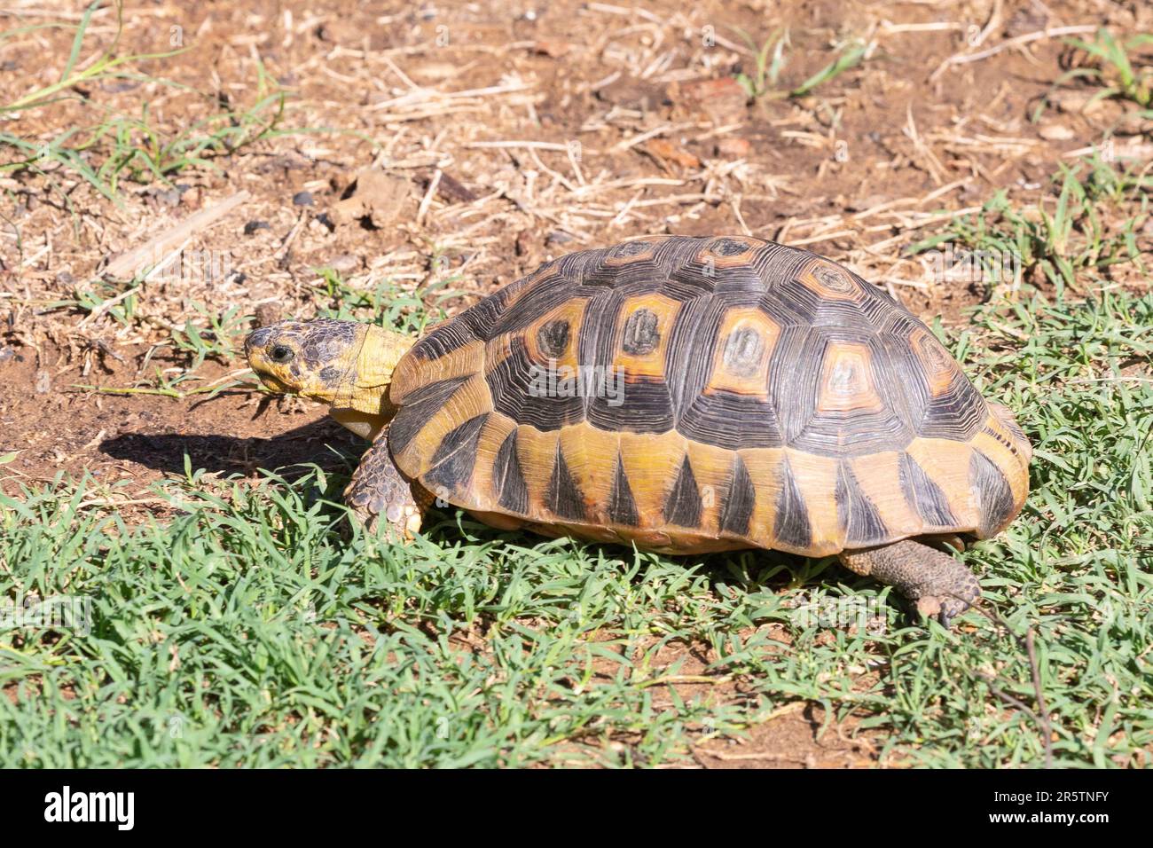 Angulierschildkröte (Chersina angulata), die an der südlichen Spitze Afrikas endemisch ist und einen einzigen, ungeteilten Halsschirm hat Stockfoto