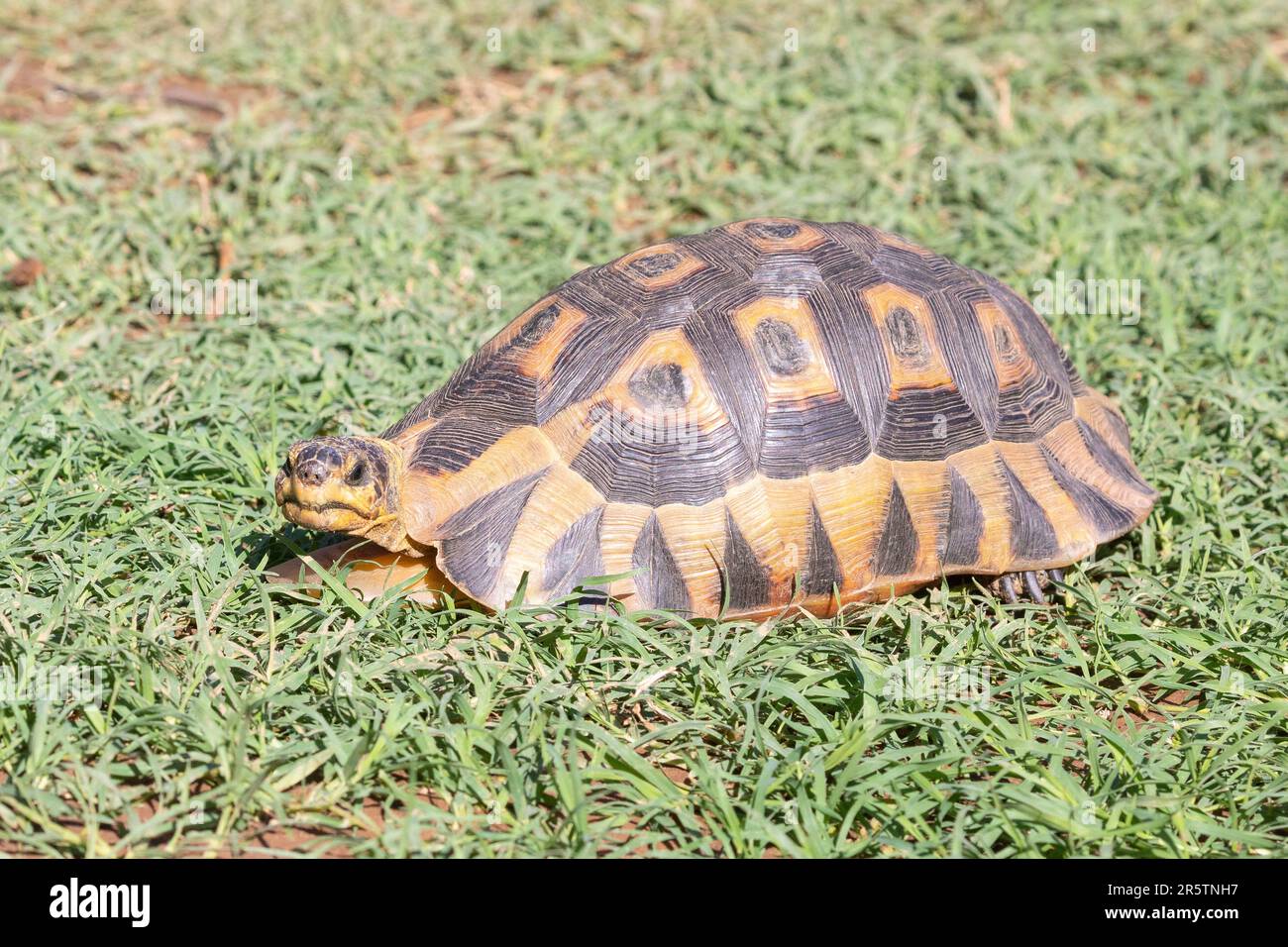 Angulierschildkröte (Chersina angulata), die an der südlichen Spitze Afrikas endemisch ist und einen einzigen, ungeteilten Halsschirm hat Stockfoto