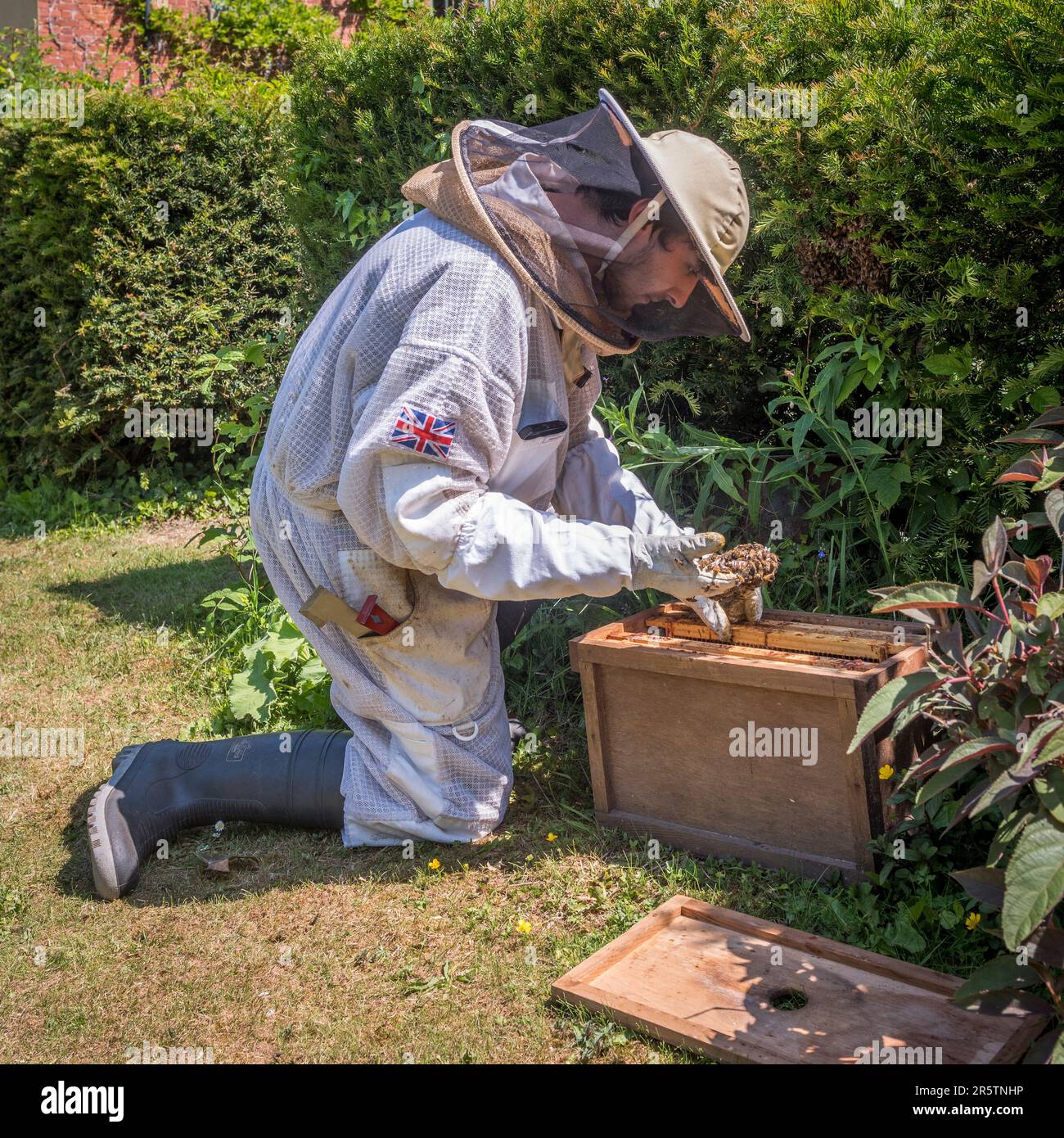 Ein Imker trägt einen Schutzanzug, während er einen Schwarm Honigbienen von seiner Position in einer Gartenhecke in Großbritannien sammelt Stockfoto