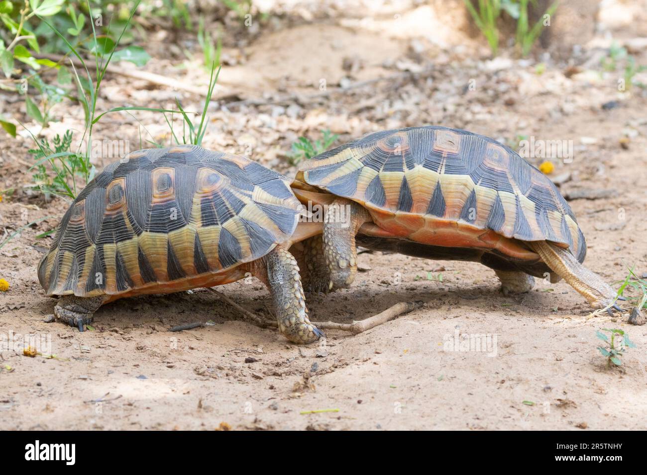 Zwei männliche angulierende Schildkröten (Chersinia angulata), die während der Brutzeit kämpfen, Westkap Südafrika Stockfoto