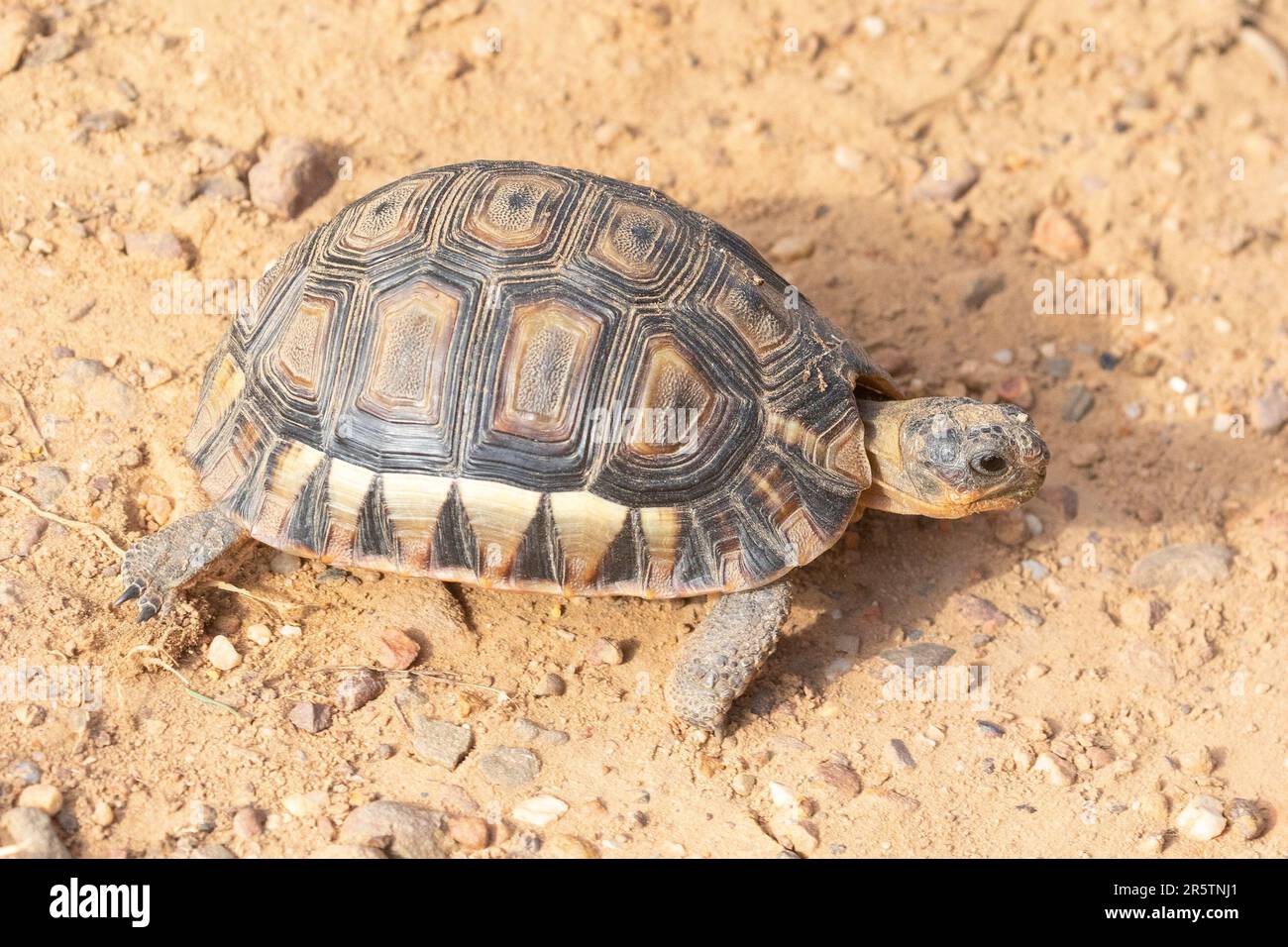 Baby-Winkelschildkröte (6cm lang) (Chersina angulata), Westkap, Südafrika Stockfoto