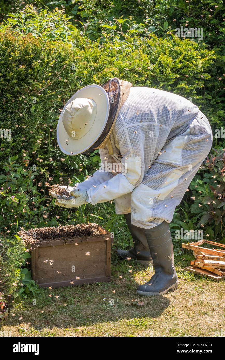 Ein Imker trägt einen Schutzanzug, während er einen Schwarm Honigbienen von seiner Position in einer Gartenhecke in Großbritannien sammelt Stockfoto