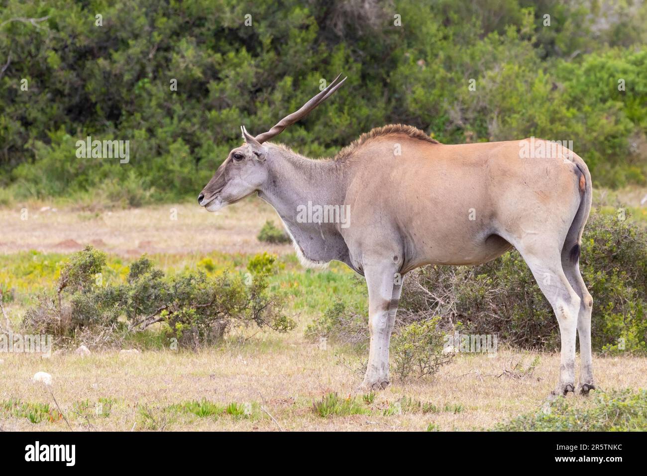 Common Eland (Taurotragus oryx) die große Savannenantilope in der Welt, Südafrika Stockfoto