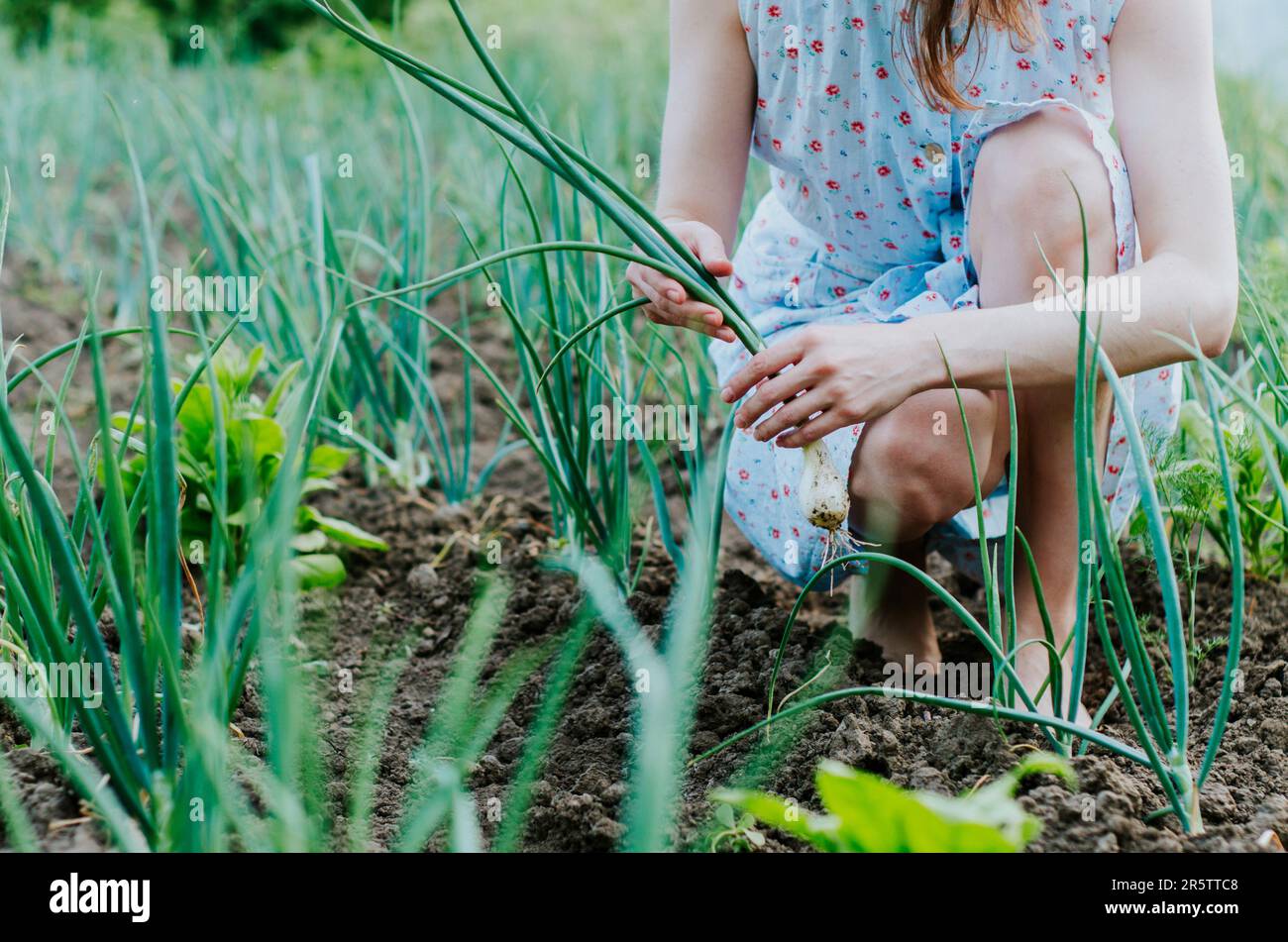 Nahaufnahme einer Frau, die Bio-Zwiebeln in einem grünen Garten erntet Stockfoto