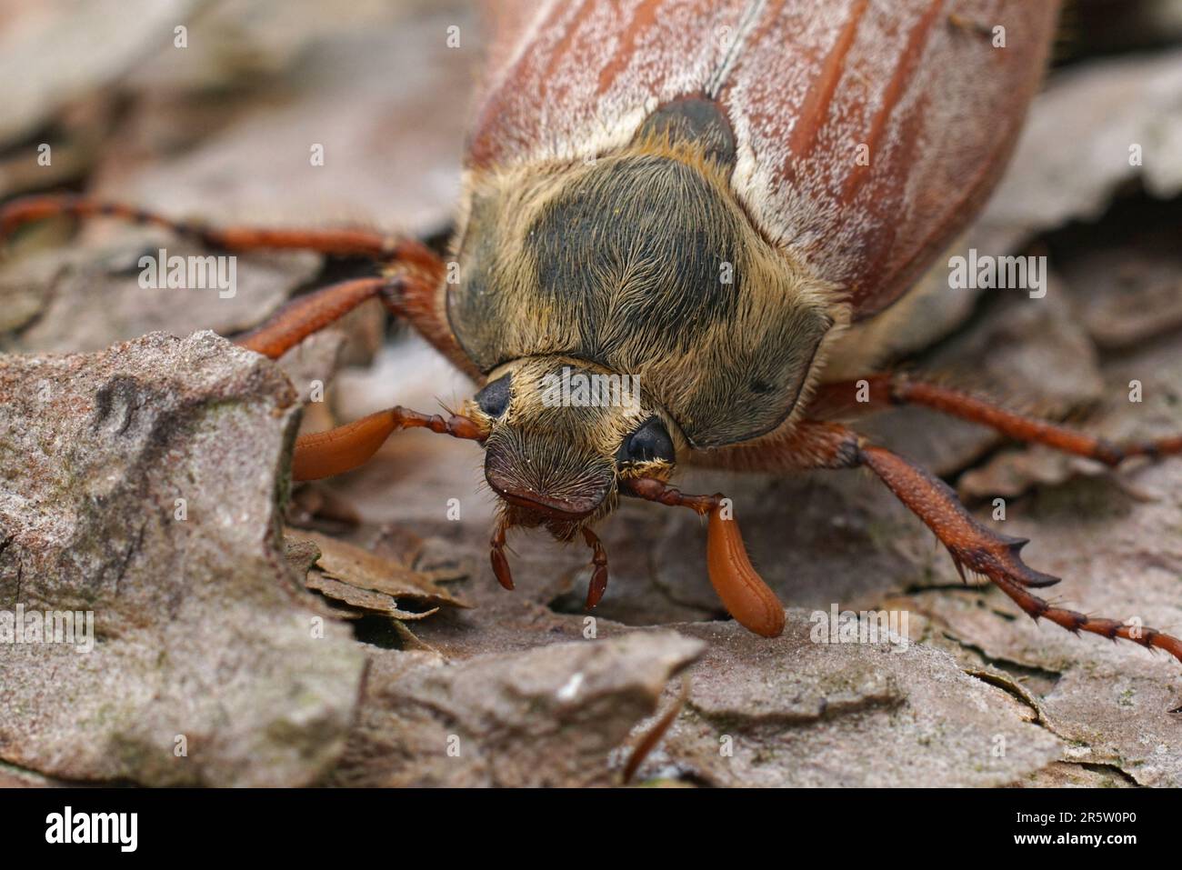 Natürliche frontale Detailaufnahme auf einem Maybeetle oder Maybug, Melolontha Melolontha auf Holz Stockfoto