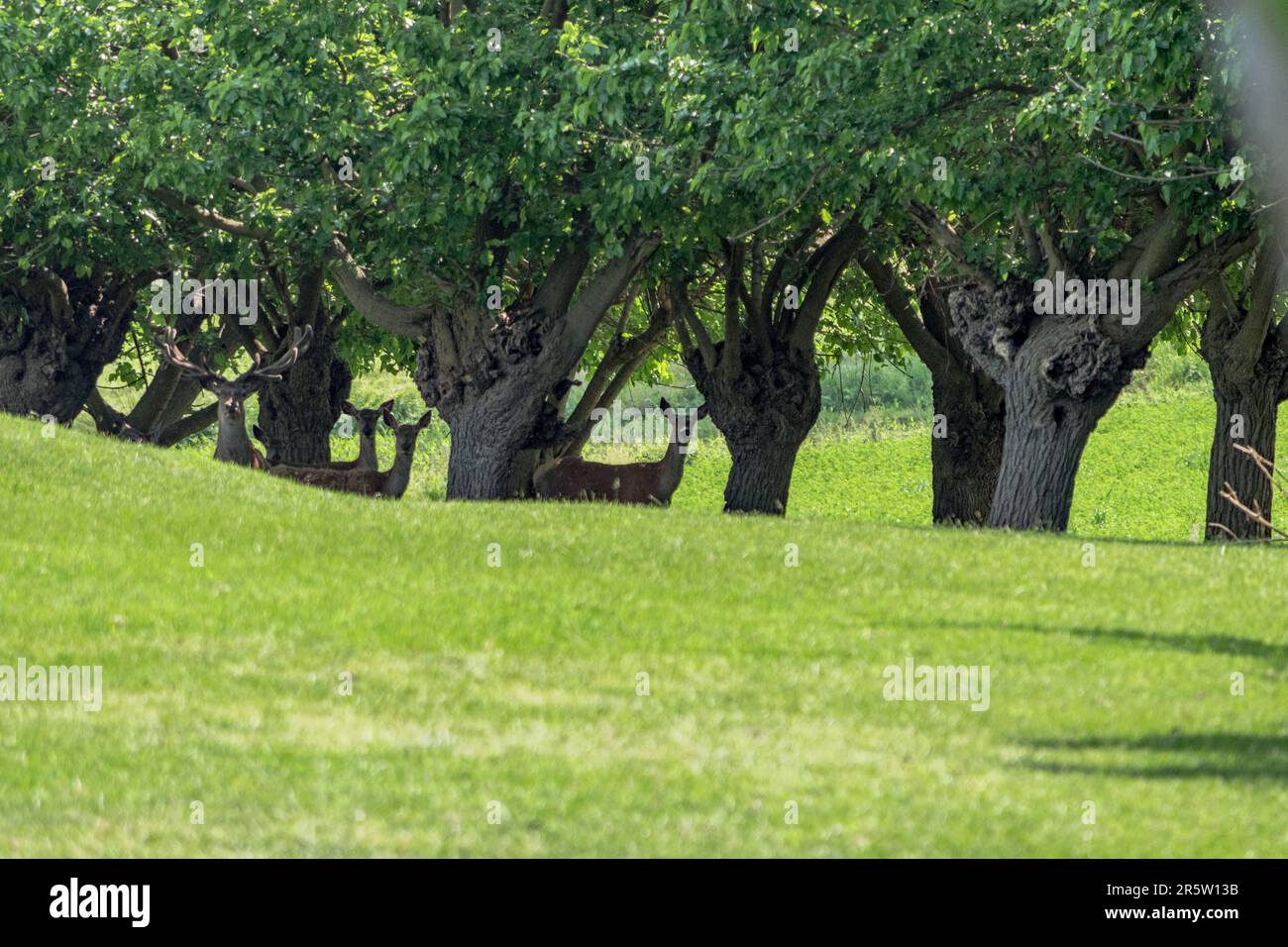 Hirsche bewachen eine Herde Damhirsche in einem Reservat. Stockfoto