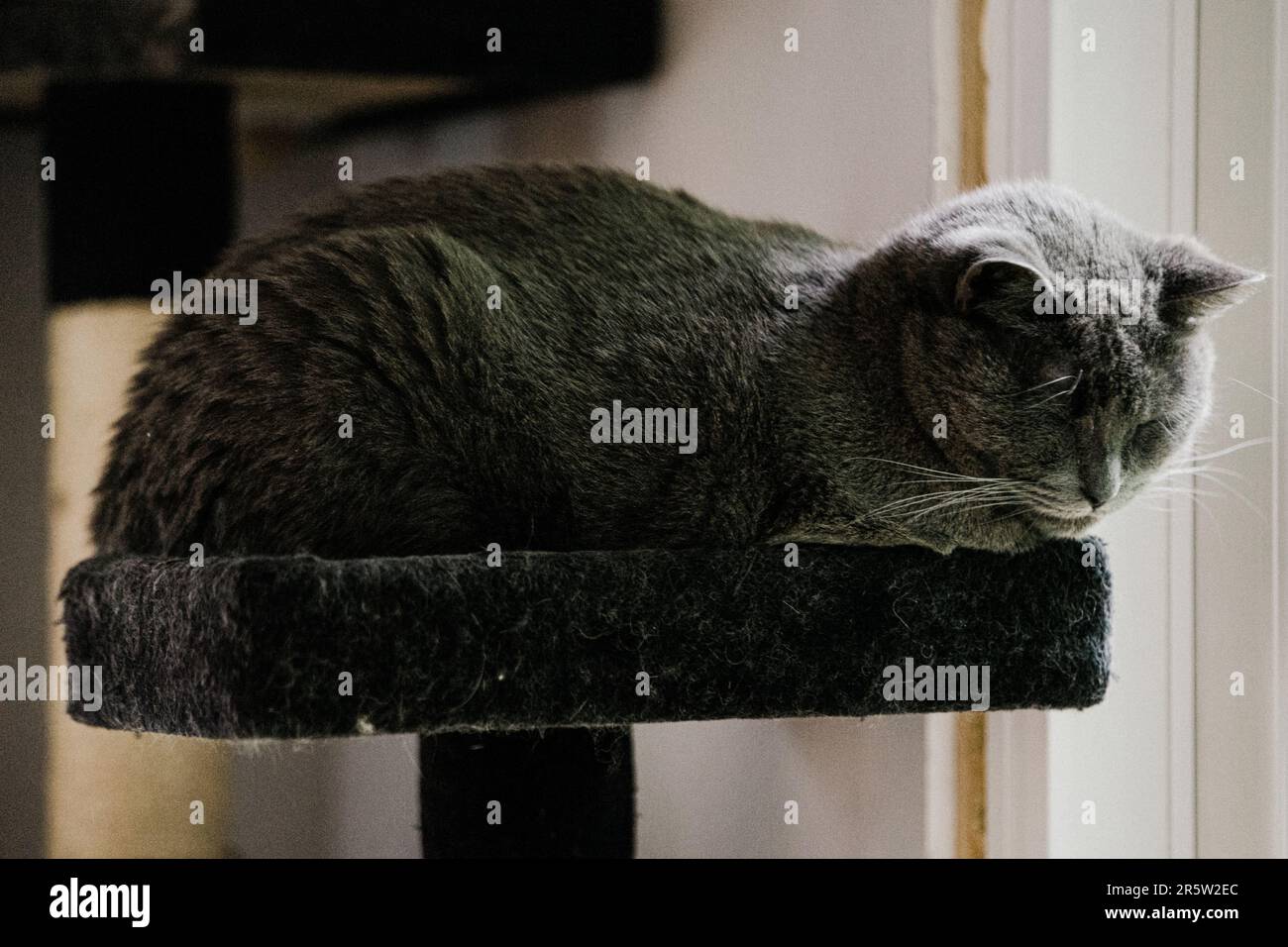 Eine graue Katze, die auf einem Katzenturm ruht, die Pfoten nach innen verstaut. Stockfoto