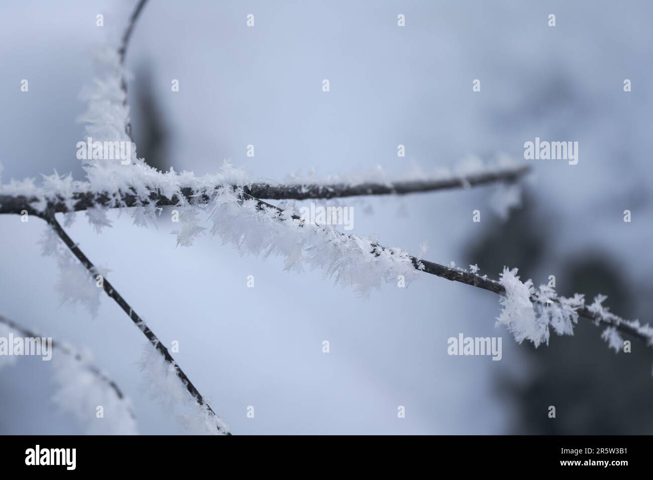 Kleiner Zweig mit Schnee- und Eiskristallen bedeckt, Nahaufnahme mit geringer Tiefe des Feldes im Winter Stockfoto