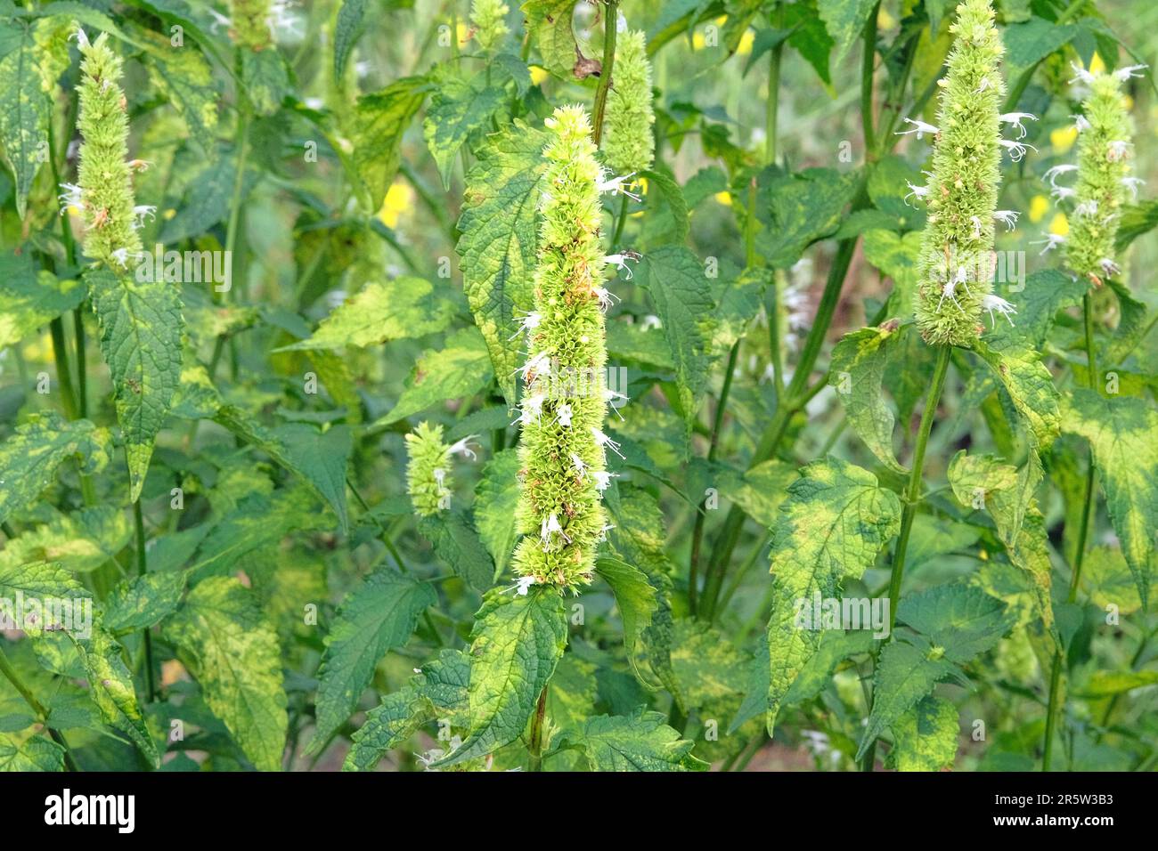 Anishysop. Weißer Ysop. Aromatische Sommerblumen auf unscharfem Grüngrashintergrund. Stockfoto
