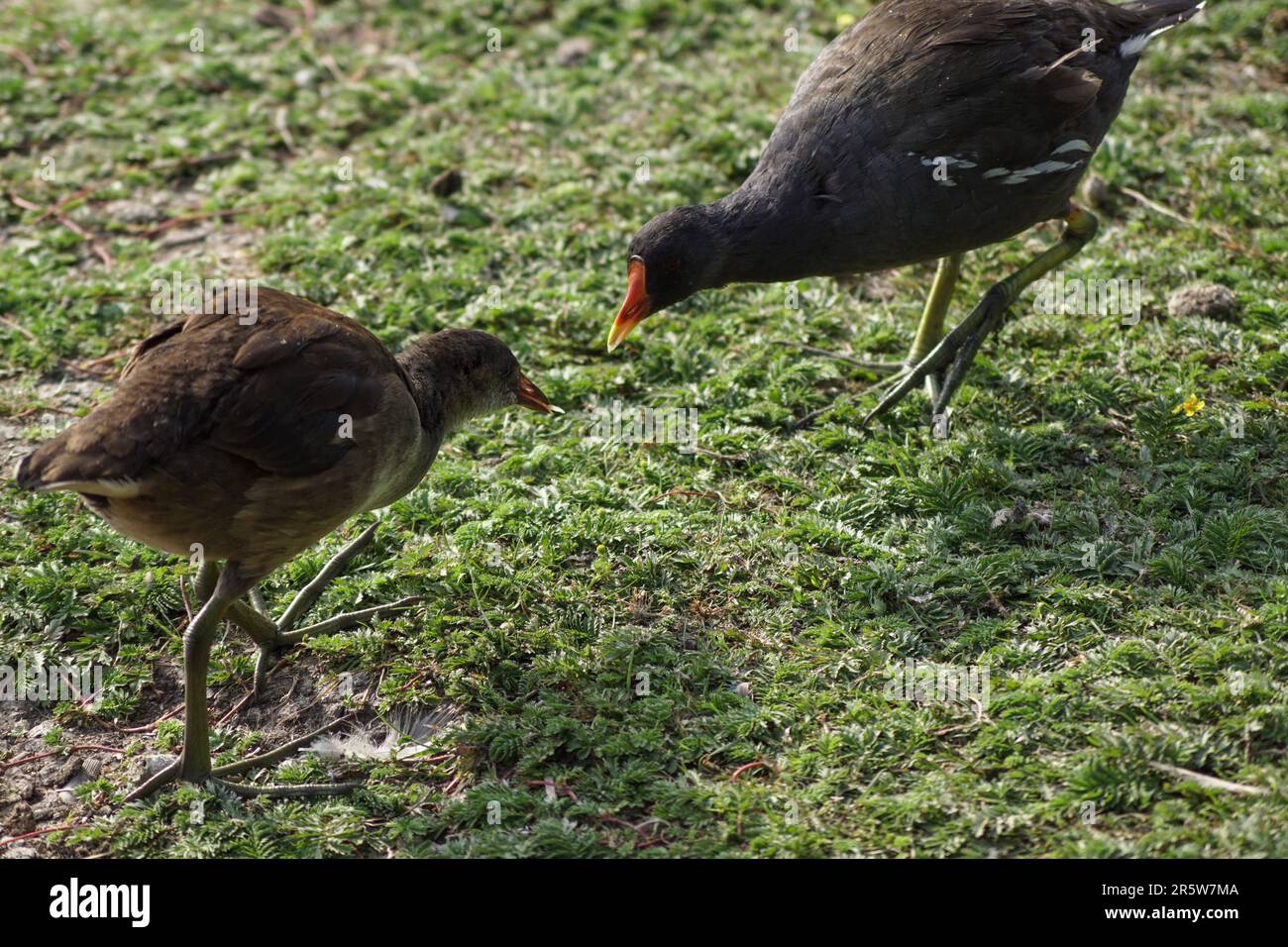 Nahaufnahme von zwei Vögeln, die auf dem Feld sitzen Stockfoto