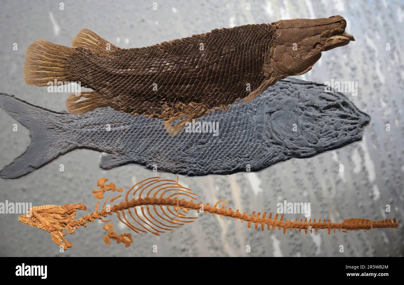 Prähistorische Fischfossilien aus der Kreidezeit Stockfoto