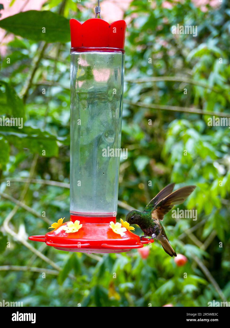 Eine Vertikale eines Kolibris, hoch oben auf einem Vogelfutter in einem grünen Garten Stockfoto