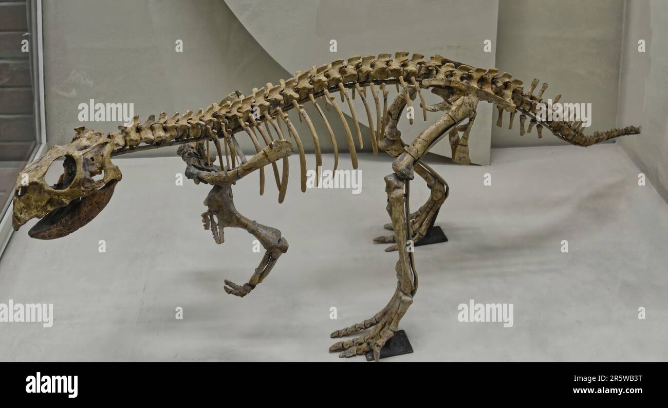 Psittacosaurus ist eine pflanzenfressende Gattung des erloschenen zeratopsianischen Dinosaurus aus der frühen Kreidezeit Stockfoto