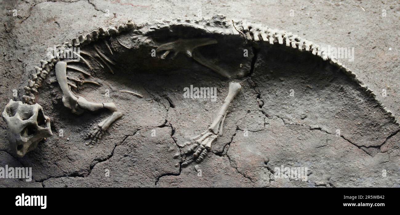 Psittacosaurus ist eine pflanzenfressende Gattung des erloschenen zeratopsianischen Dinosaurus aus der frühen Kreidezeit Stockfoto