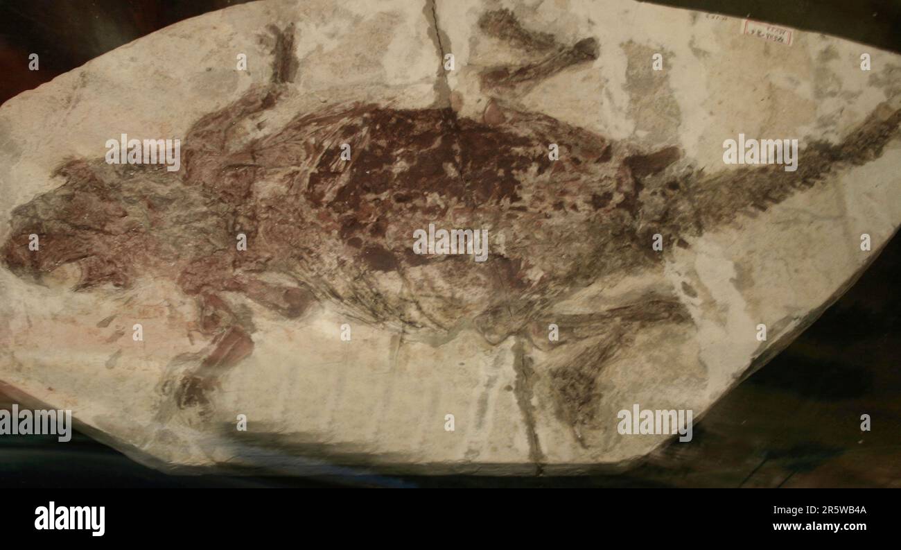 Psittacosaurus ist eine pflanzenfressende Gattung des erloschenen zeratopsianischen Dinosaurus aus der frühen Kreidezeit Stockfoto