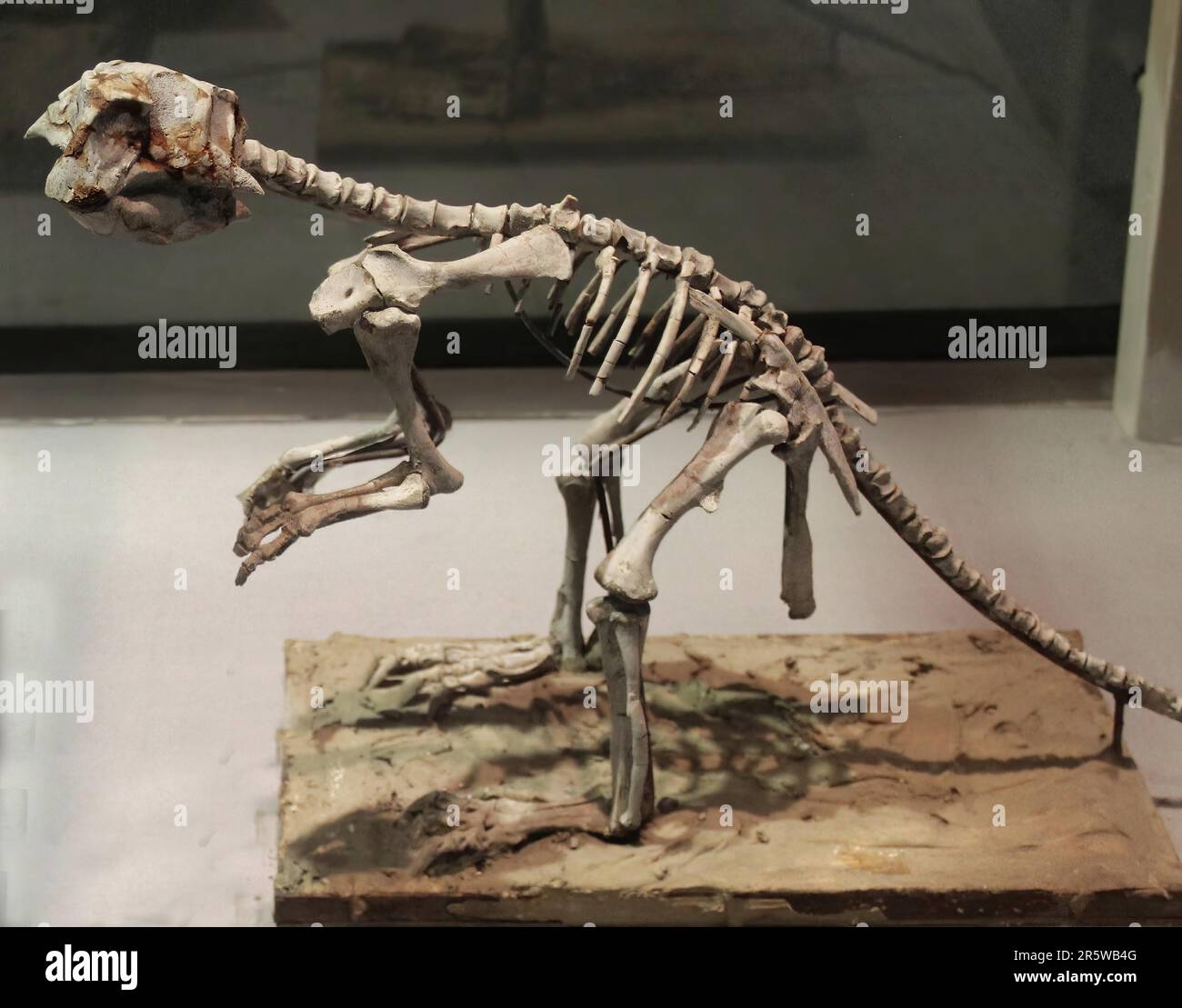 Psittacosaurus ist eine pflanzenfressende Gattung des erloschenen zeratopsianischen Dinosaurus aus der frühen Kreidezeit Stockfoto