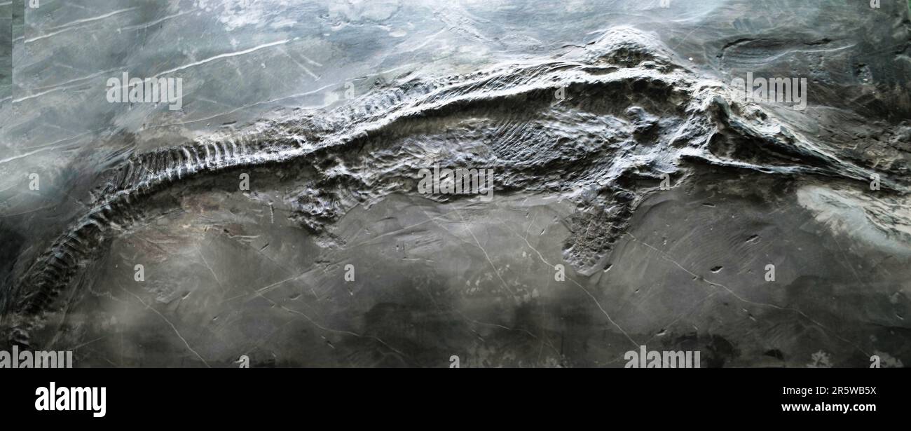 Der Ichthyosaurus ist ein ausgestorbenes Meeresreptil, das in der Jurassezeit in Europa lebte. Dieses Tier gibt der Ichthyosauriergruppe seinen Namen. Stockfoto