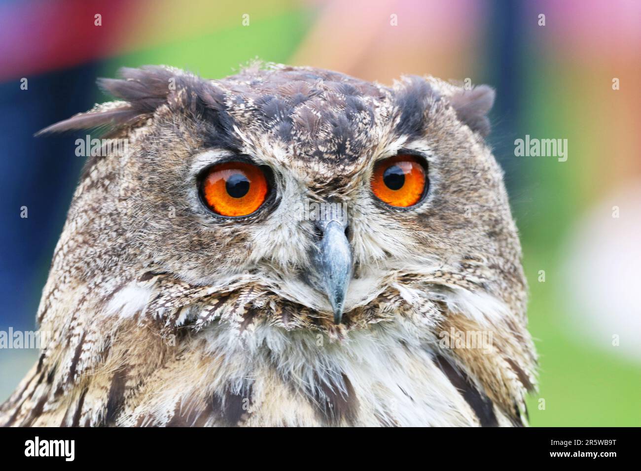 Welt der wunderbaren Vögel: Porträt einer europäischen Adlereule Stockfoto