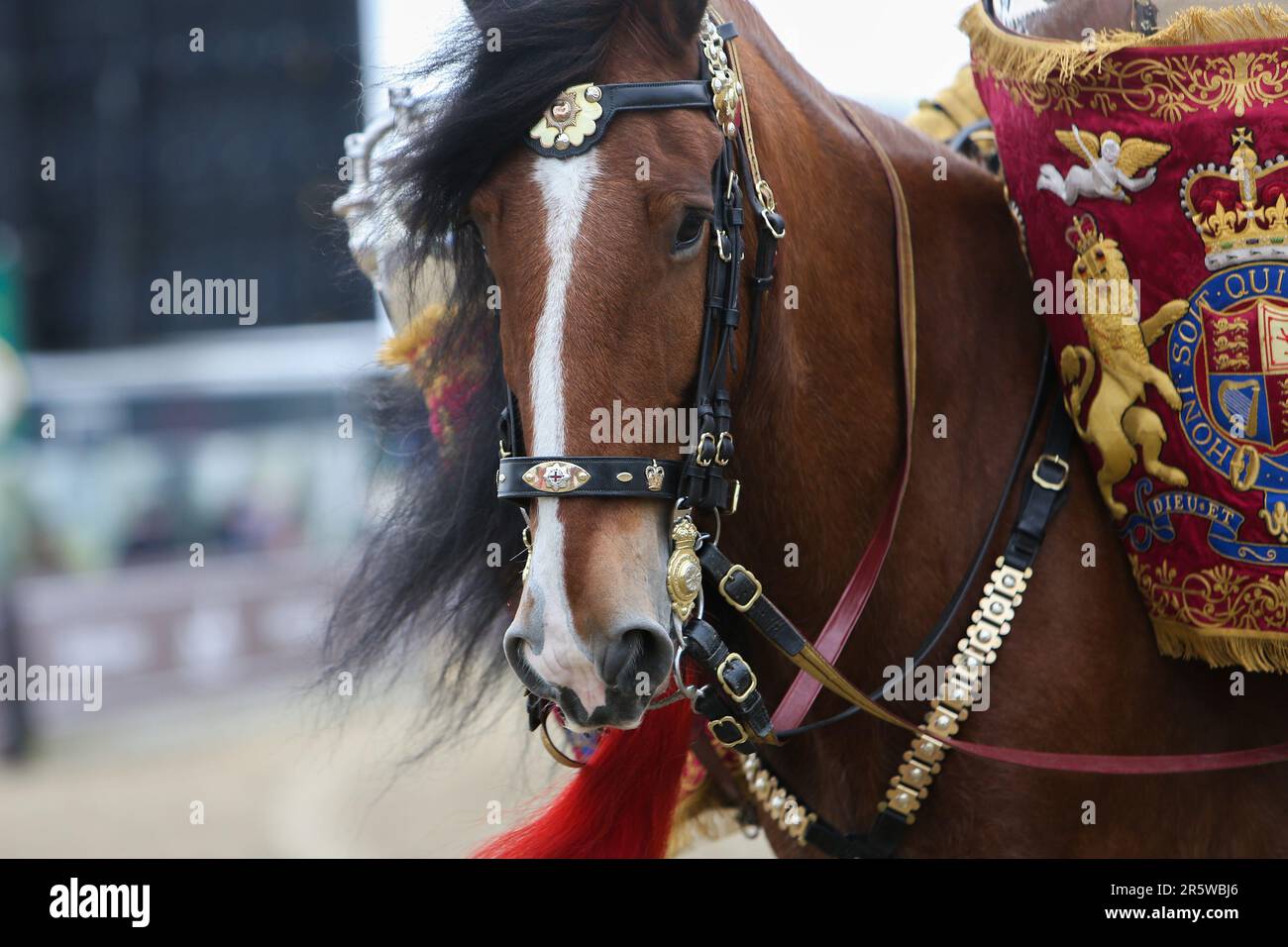 Drum Shire Horse Apollo bei der Royal Windsor Horse Show 2023, Aufführung mit den Household Cavalry, Blues und Royals Stockfoto