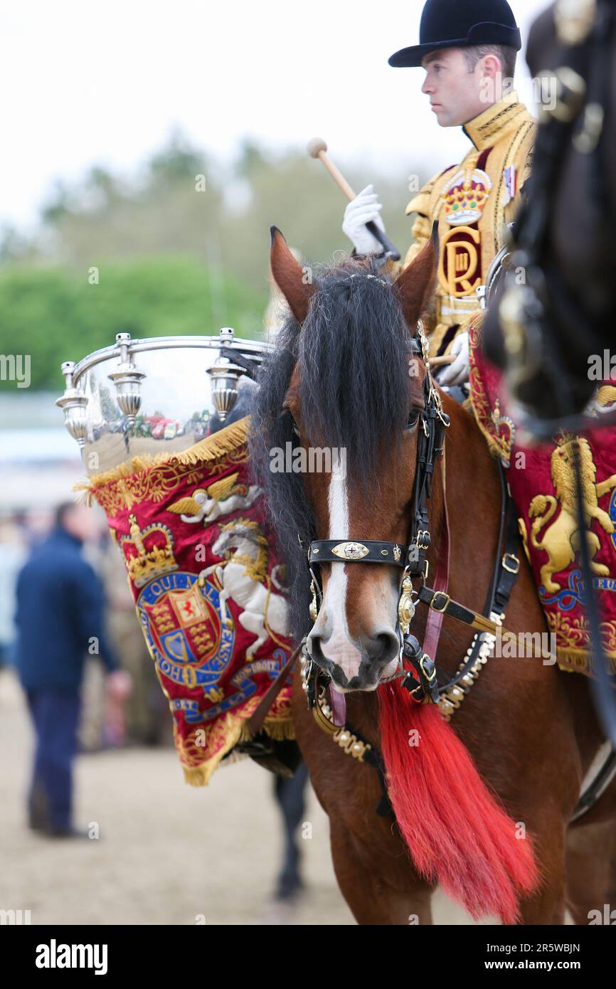 Drum Shire Horse Apollo bei der Royal Windsor Horse Show 2023, Aufführung mit den Household Cavalry, Blues und Royals Stockfoto