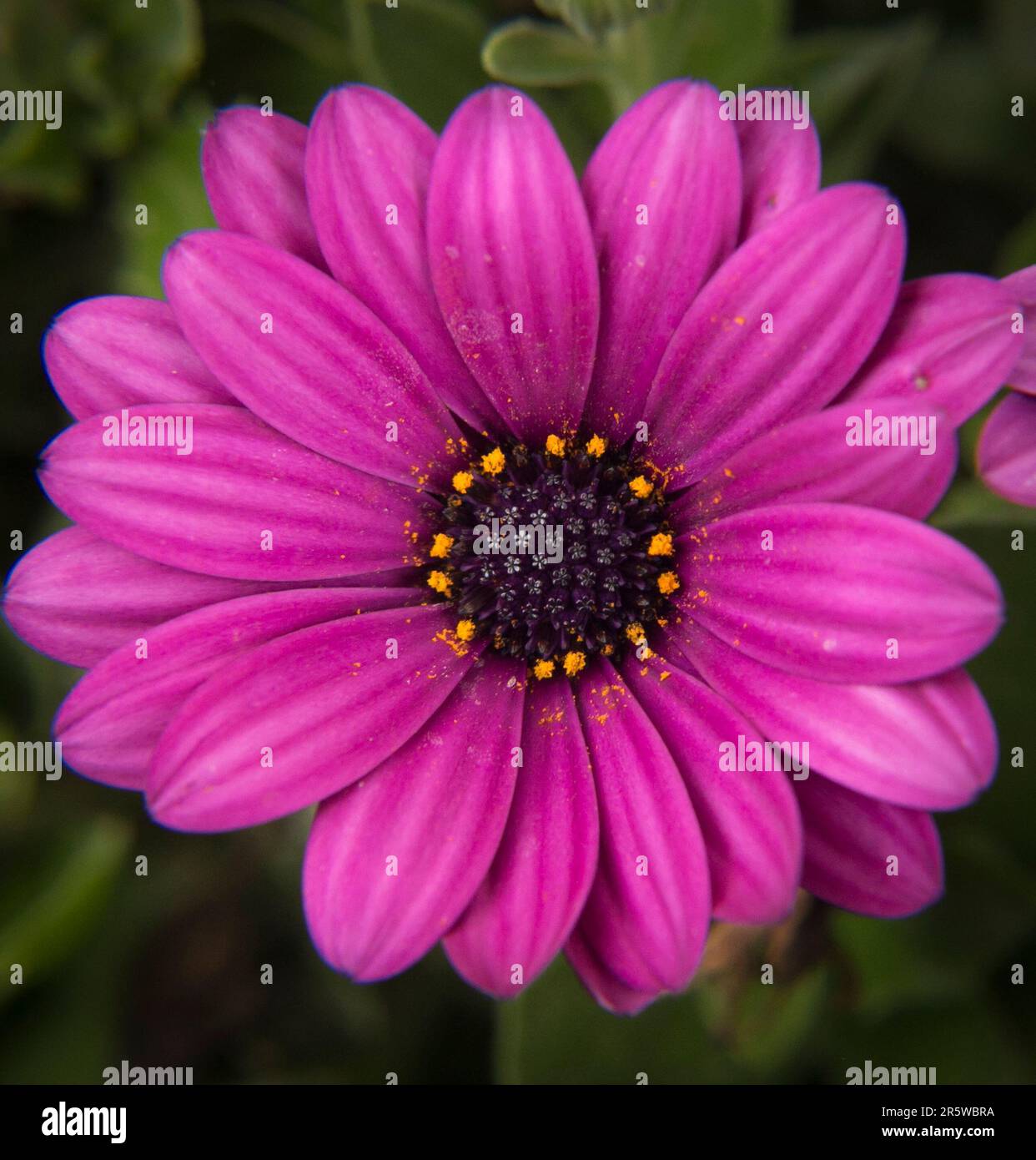 Eine Nahaufnahme einer lilafarbenen Osteospermum-Blume. Stockfoto