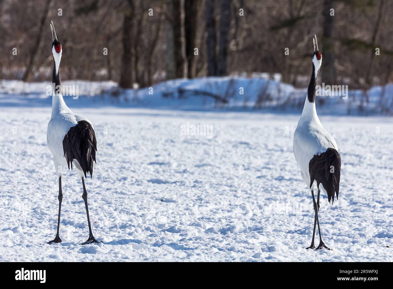 Zwei sibirische Kraniche in einer Winterkulisse, die dicht beieinander auf einem verschneiten Boden stehen Stockfoto