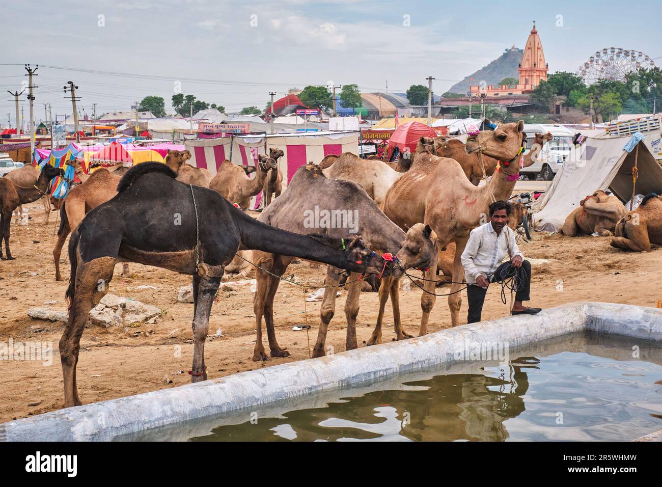 Indische Männer und Kamele auf der Kamelmesse Pushkar Mela Stockfoto