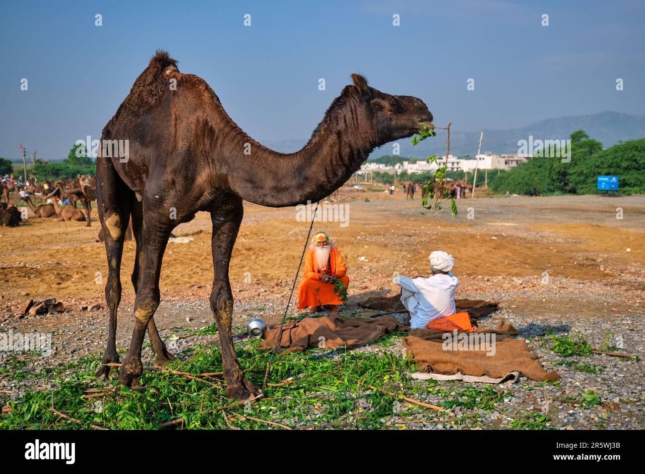 Indische Männer und Kamele auf der Kamelmesse Pushkar Mela Stockfoto
