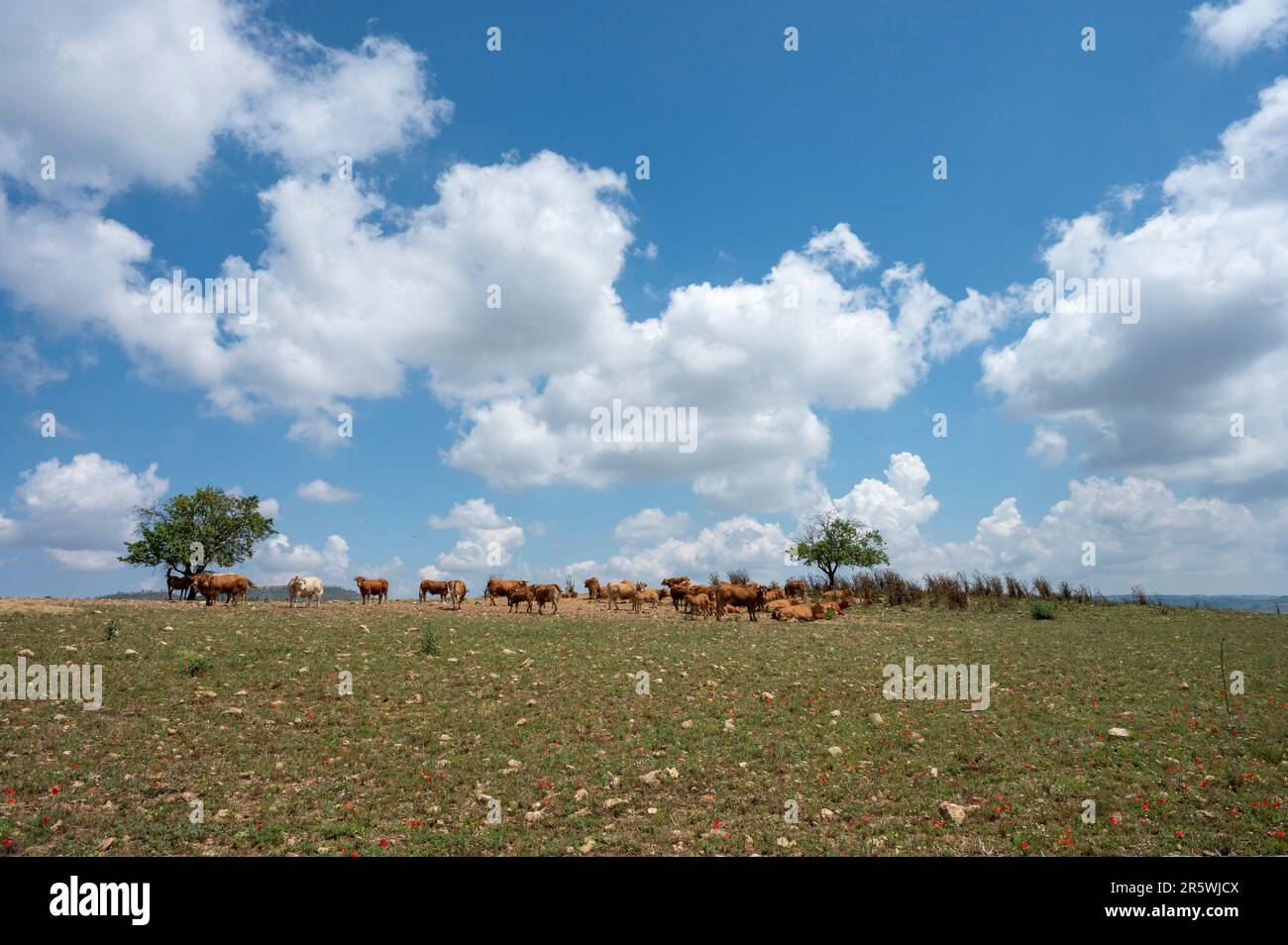 mandria di bovini Stockfoto