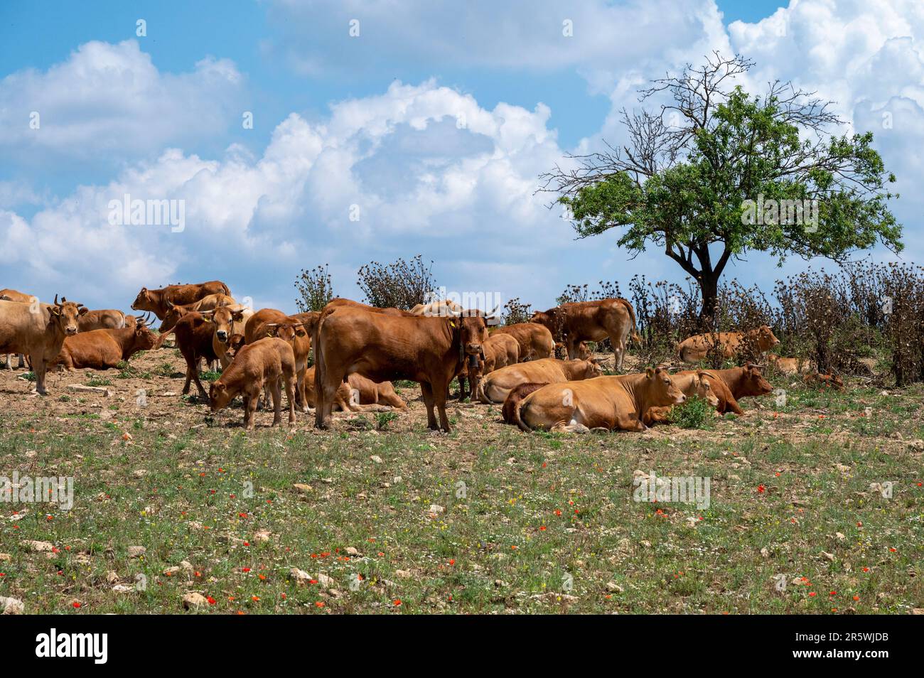 mandria di bovini Stockfoto