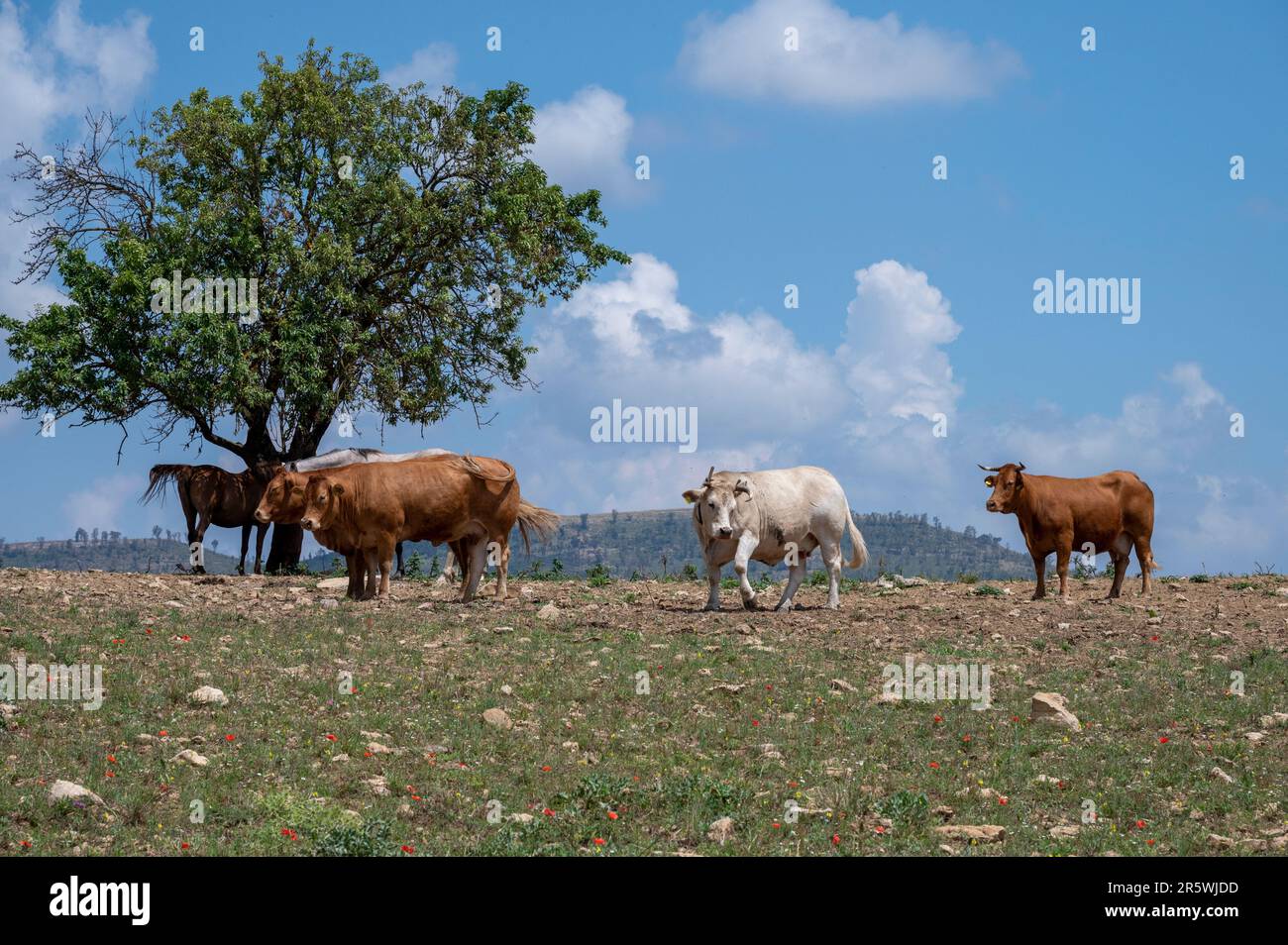 mandria di bovini Stockfoto