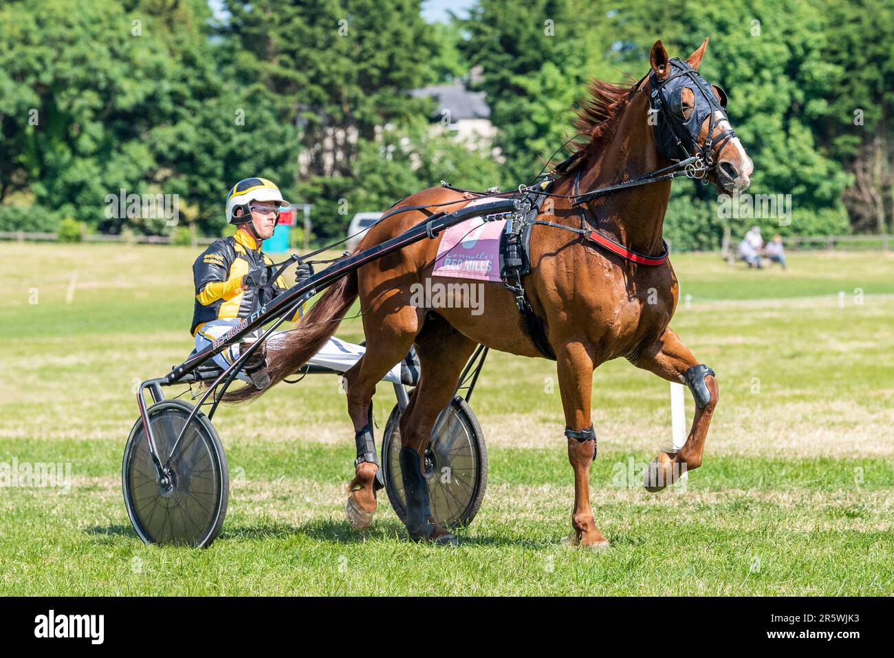 Lyre, West Cork, Irland. 5. Juni 2023. Die Irish Harness Racing Association (IHRA) veranstaltete in Lyre in der Nähe von Clonakilty über das Feiertagswochenende eine irische amerikanische Feier. Der Feiertag war der Abschlusstag mit einer 8-Dollar-Rennkarte und einer Menge Zuschauer. Das Rennen 7 wurde von „Elysium D'Ostal“ gewonnen, angetrieben von Martin Loughran. Kredit: AG News/Alamy Live News Stockfoto