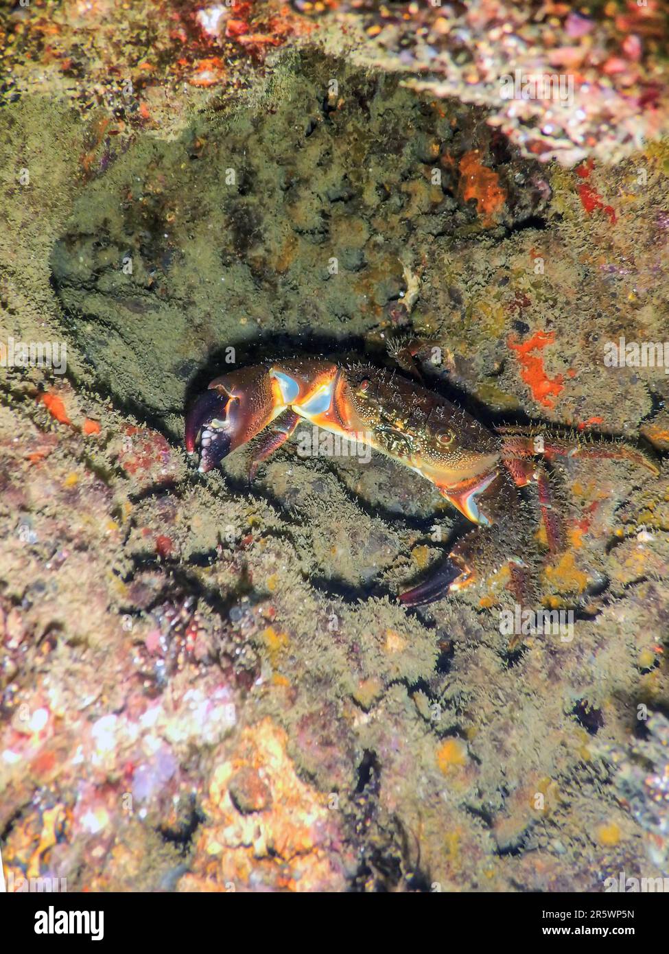 Warty Crab auf Reef Underwater Eriphia verrucosa Stockfoto