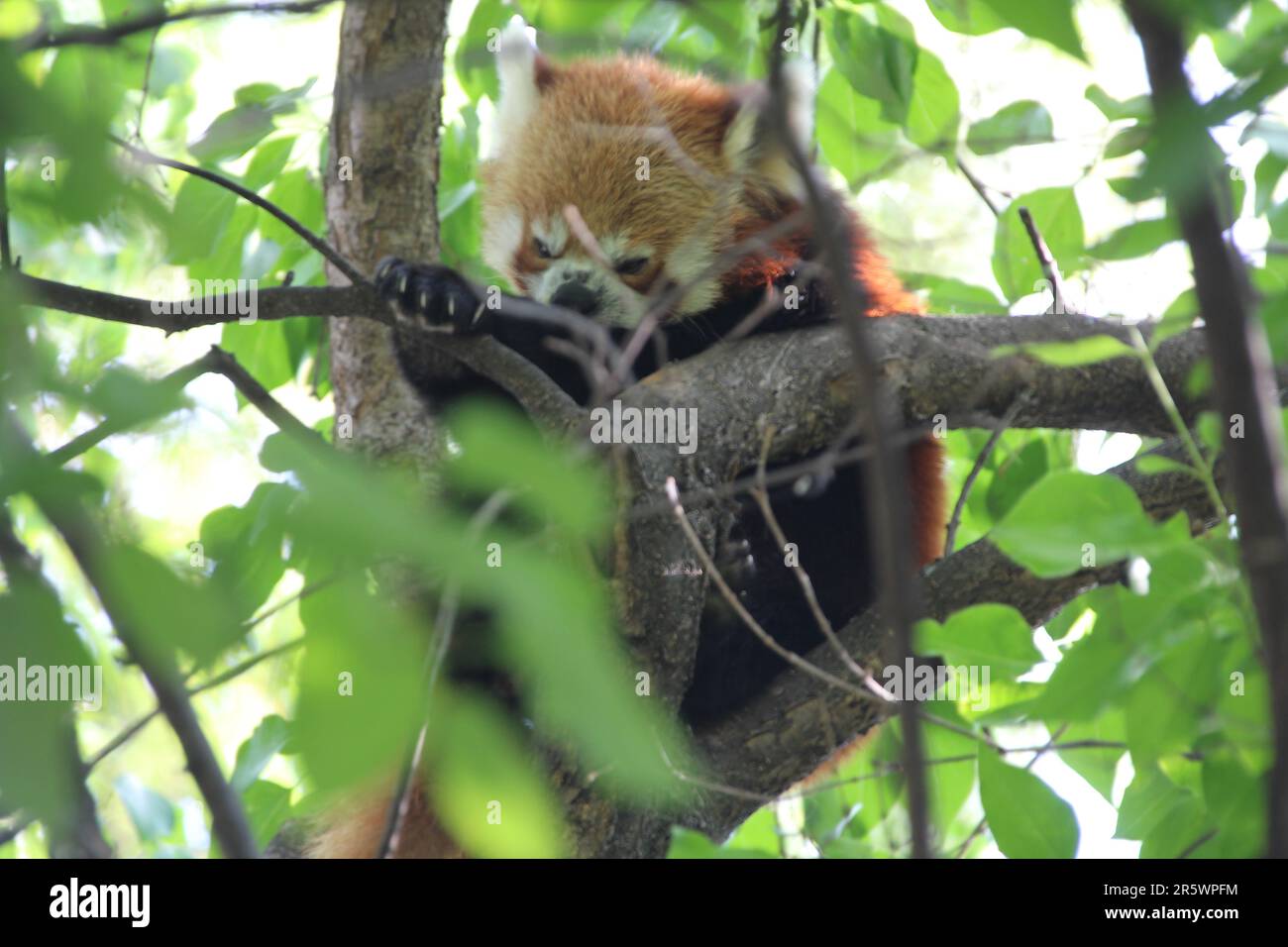 Ein roter Panda, versteckt in einem Baum Stockfoto