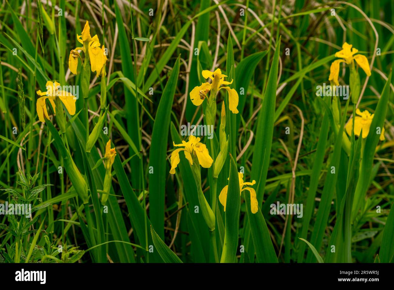 Gelbe Iris (Iris pseudacorus), die in einem sumpfigen Gebiet auf Spencer Island wächst, das Teil eines größeren Gebiets ist, das als Snohomish River Estuary, n Stockfoto