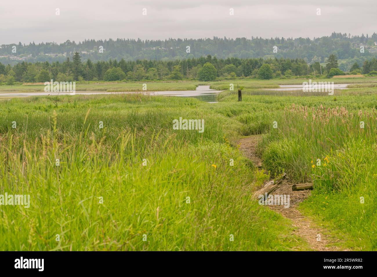 Blick auf die Sümpfe auf Spencer Island, Teil einer größeren Gegend, bekannt als Snohomish River Estuary, in der Nähe von Everett, Washington State, United Stat Stockfoto