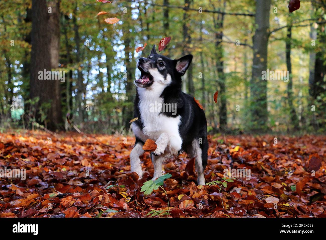 Ein schwarz-weißer Hund, der im Wald mit bunten Herbstblättern spielt Stockfoto