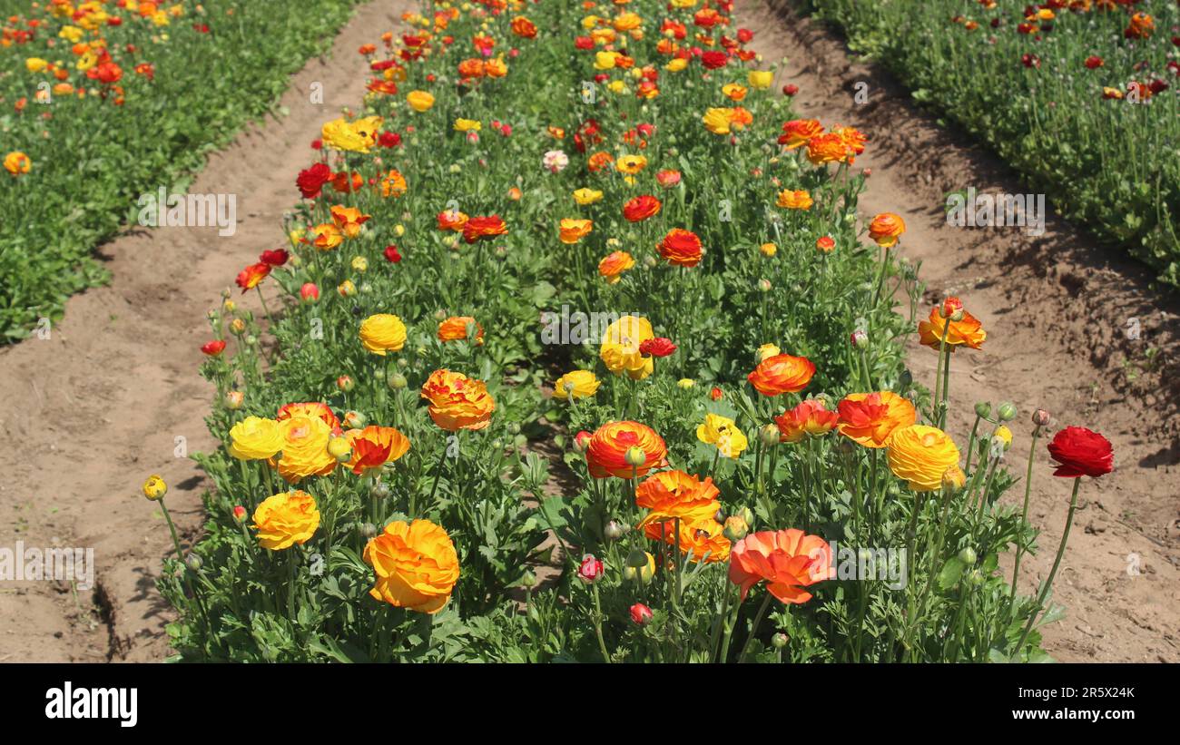 Orange und gelbe Blumen Stockfoto