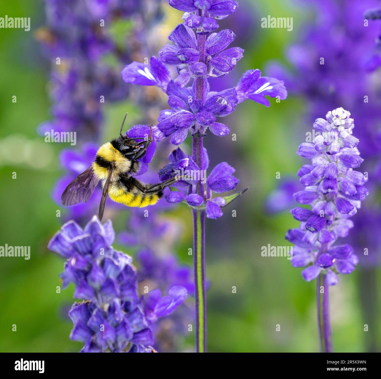 Eine leuchtend gelbe Bumblebee, die in einem Lavendelblumengarten bestäubt und aus nächster Nähe betrachtet wird. Stockfoto