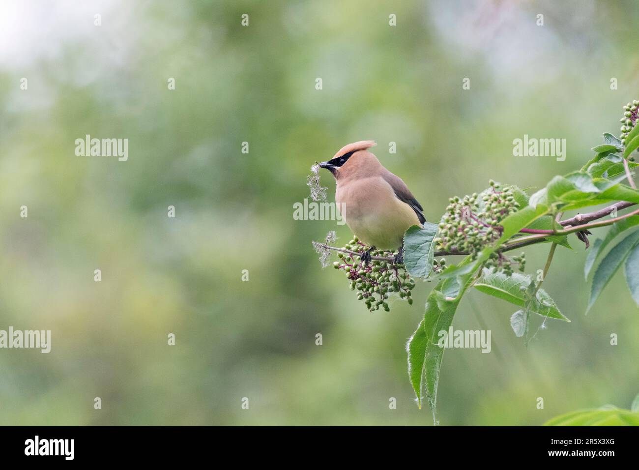 Eine Cedar Waxwing sammelt Seedhead Flusen von einem Strauch, um ihr Nest zu bauen. Stockfoto