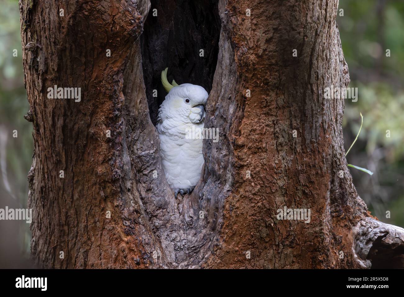 Schwefelkakadu, der aus seinem Nestloch in einem großen Kaugummibaum guckt Stockfoto