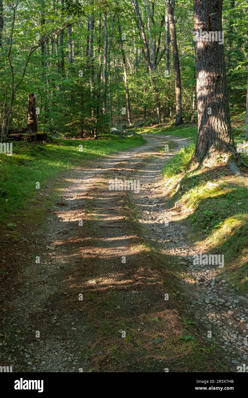 Eine unbefestigte Straße, die durch einen Wald im ländlichen Massachusetts führt Stockfoto